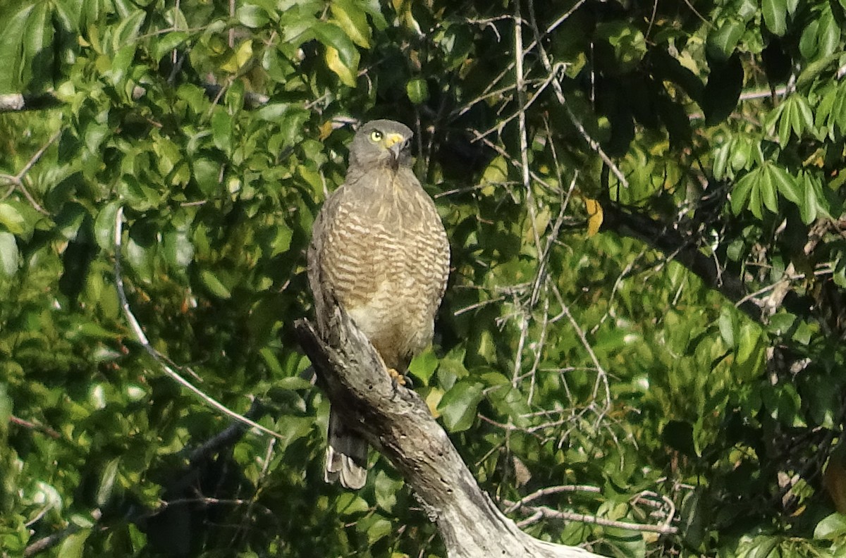 Roadside Hawk - ML600906471