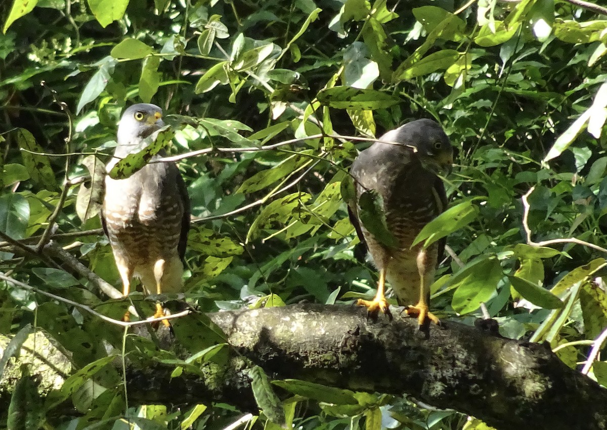 Roadside Hawk - ML600906481