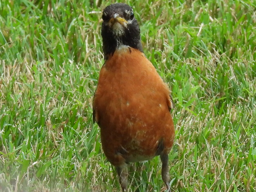 American Robin - ML600907191