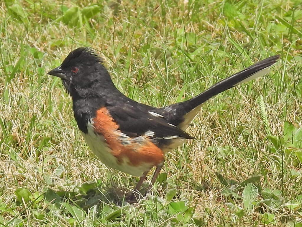 Eastern Towhee - ML600907271