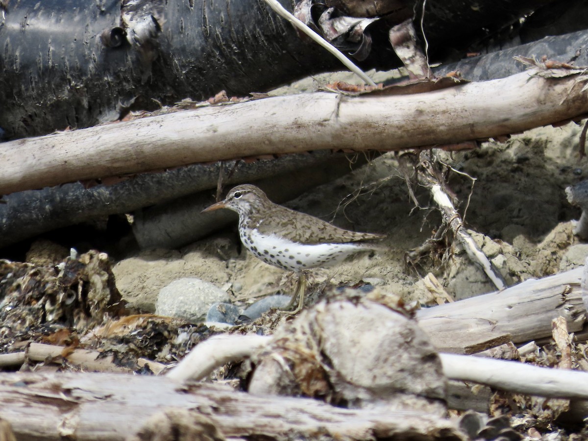 Spotted Sandpiper - ML600907281