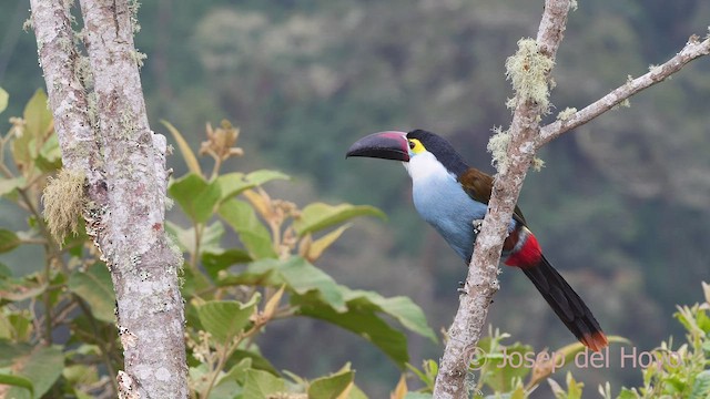 Black-billed Mountain-Toucan - ML600907601