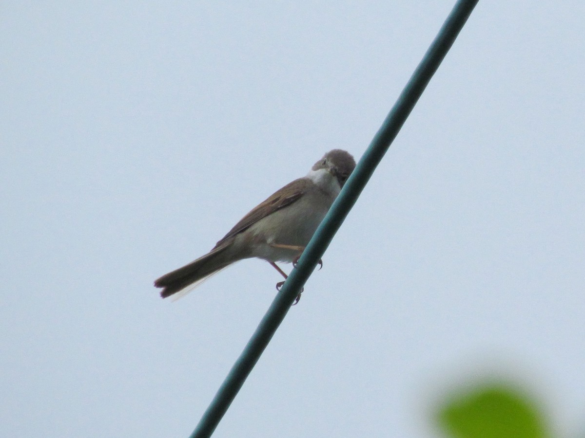 Greater Whitethroat - Bruce Kerr