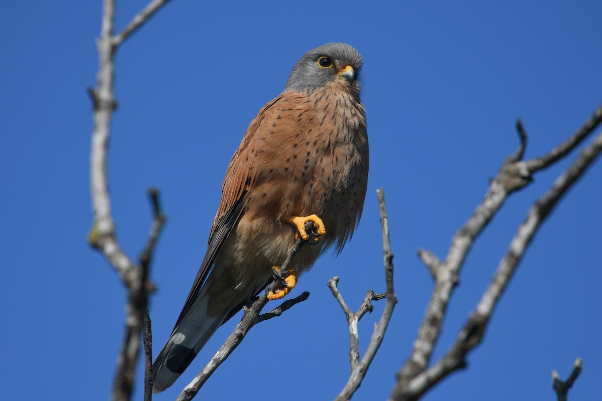 Rock Kestrel - ML600909351