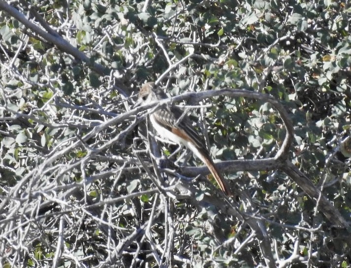 Ash-throated Flycatcher - ML600909541