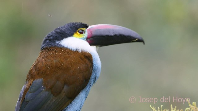 Black-billed Mountain-Toucan - ML600909721