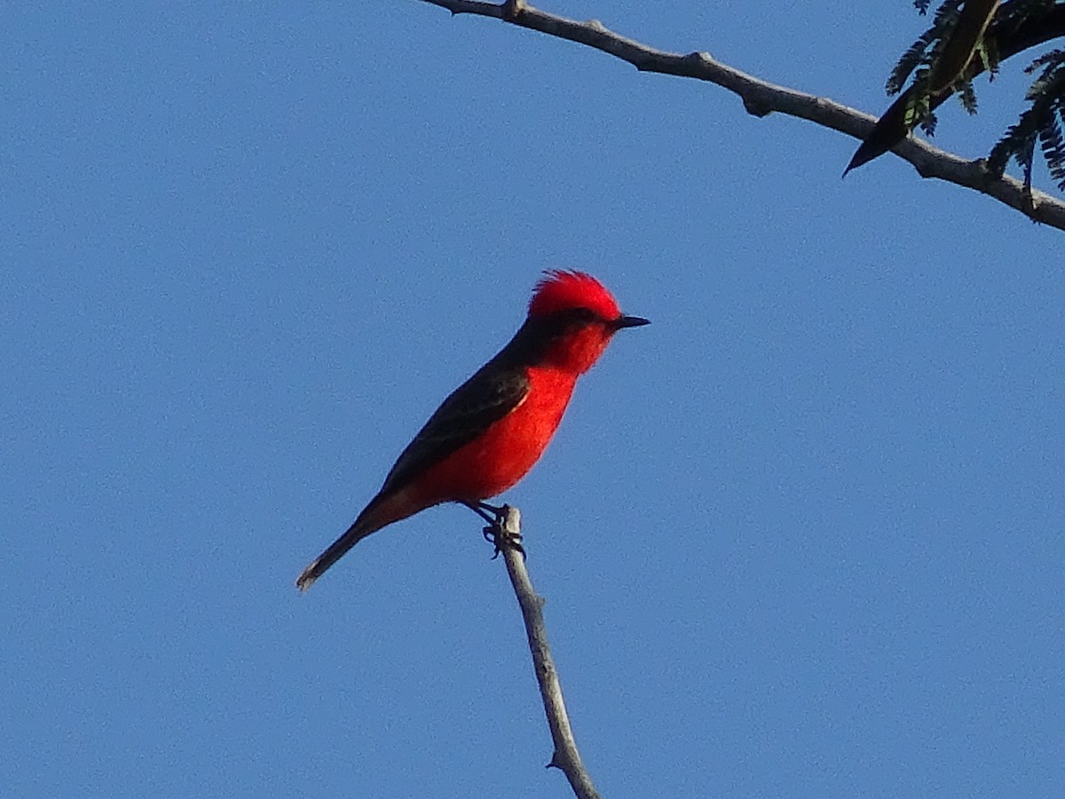 Vermilion Flycatcher - ML600909861