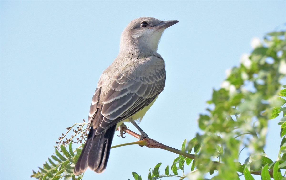 Western Kingbird - ML600911191