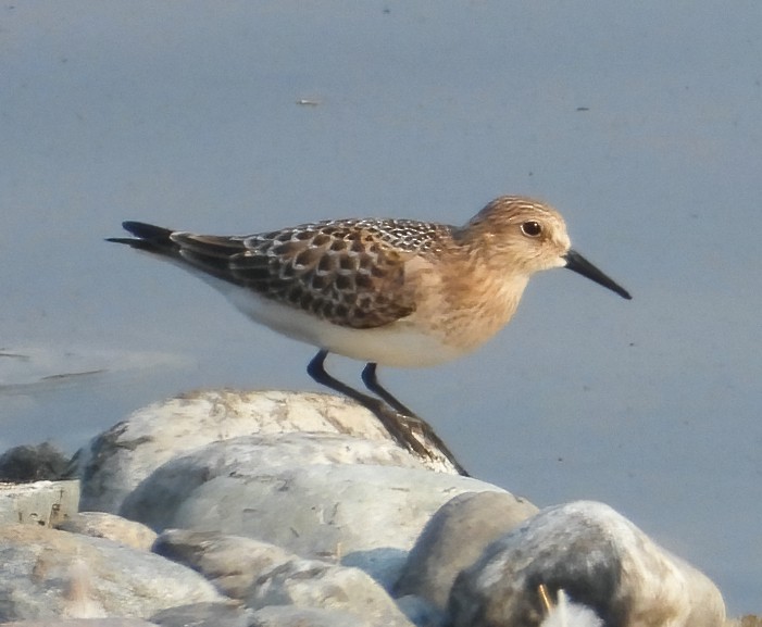 Baird's Sandpiper - ML600911351