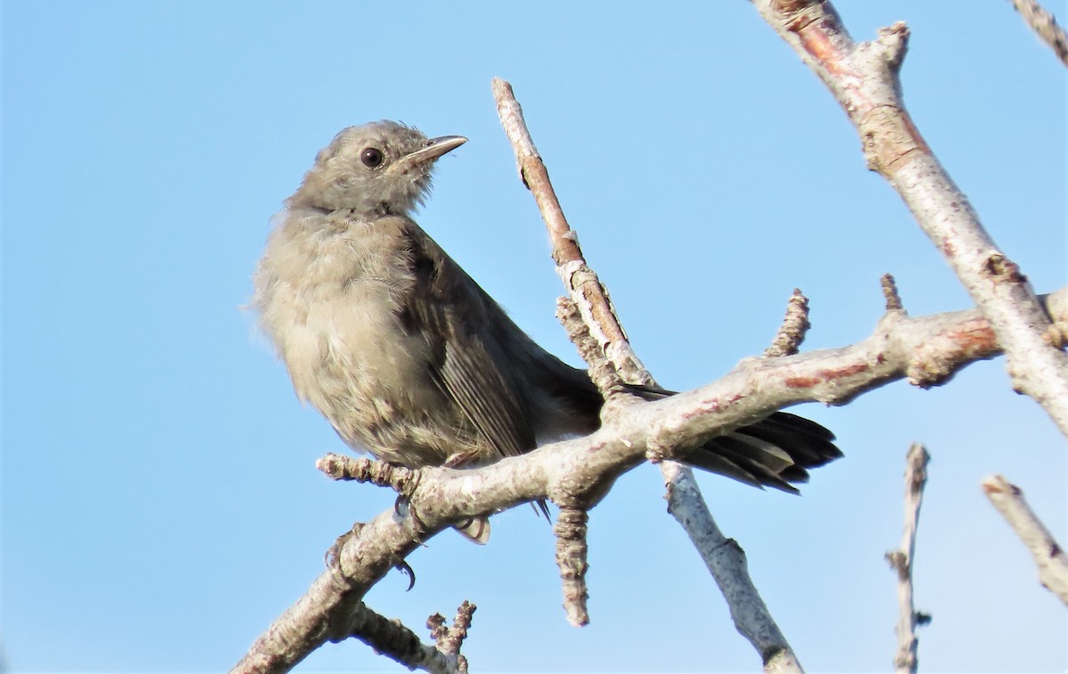 Pájaro Gato Gris - ML600911771