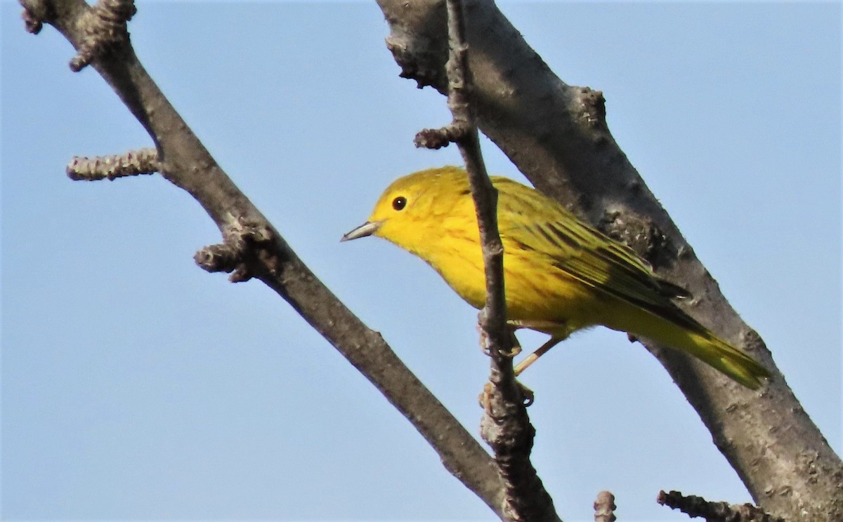 Yellow Warbler - Junice Neubauer