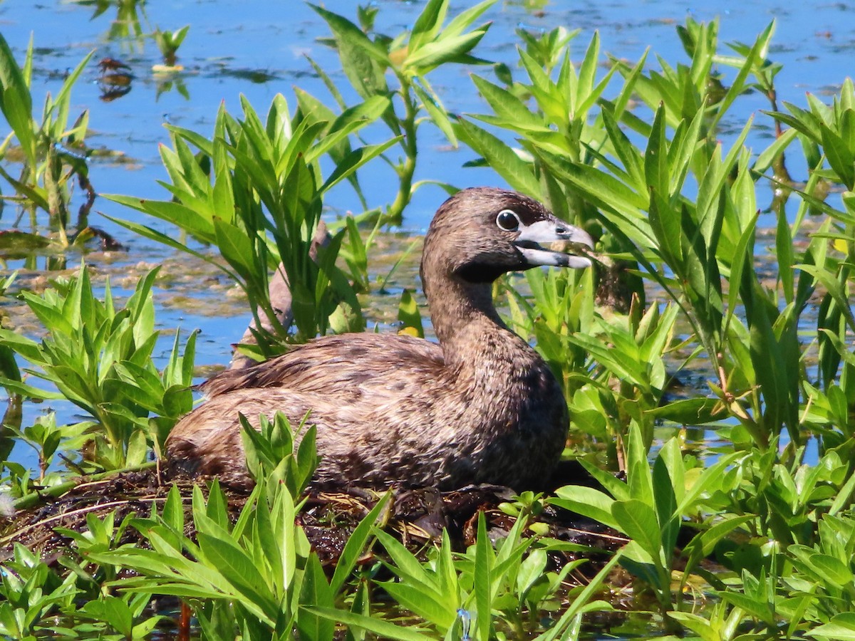 Pied-billed Grebe - Shane Patterson