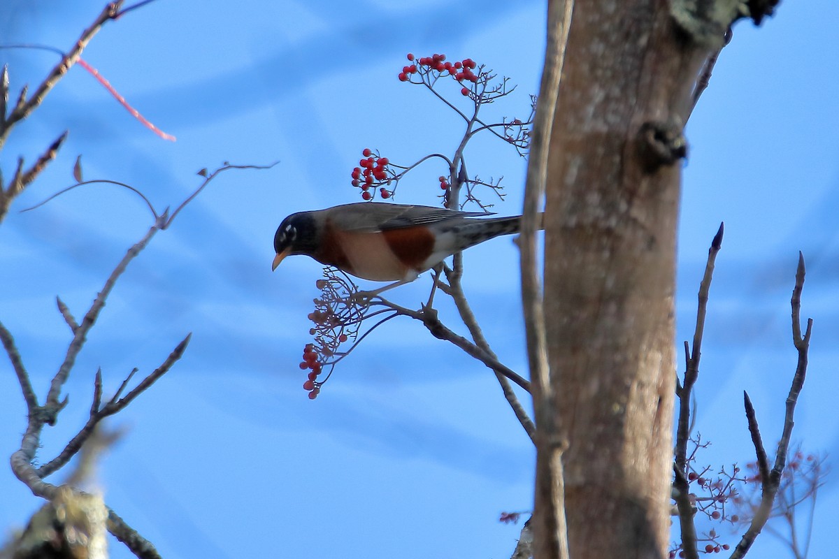 American Robin - ML600911971