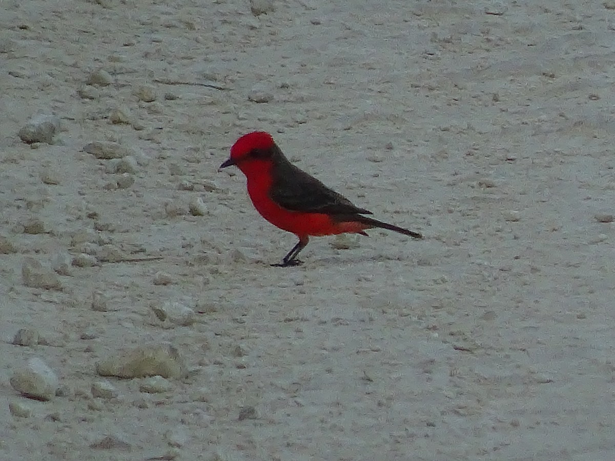 Vermilion Flycatcher - ML600912041