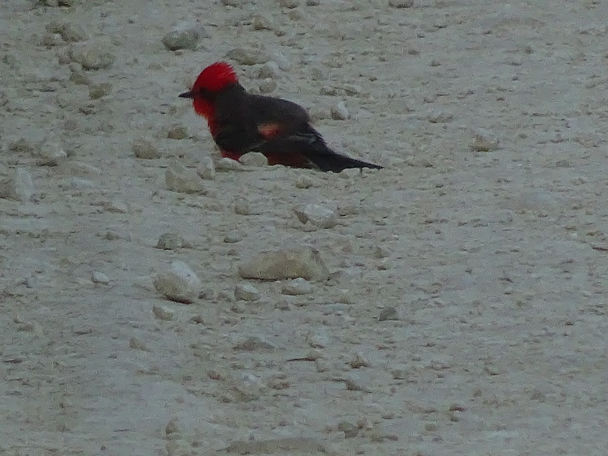 Vermilion Flycatcher - ML600912051