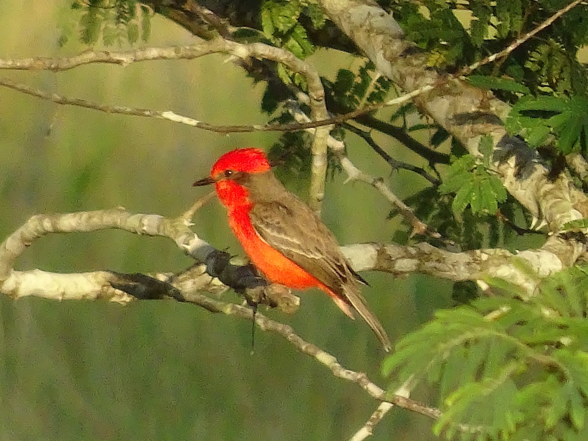 Vermilion Flycatcher - ML600912061