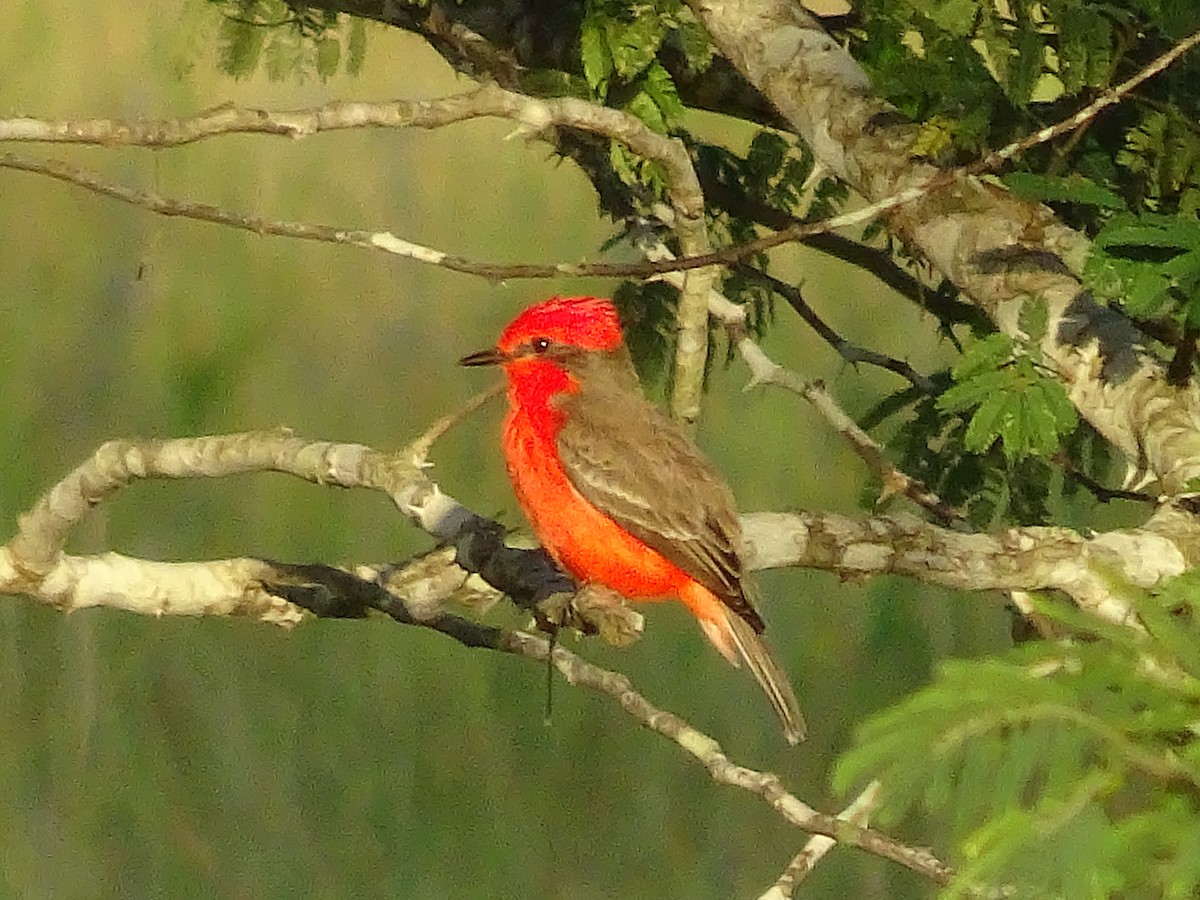 Vermilion Flycatcher - ML600912071