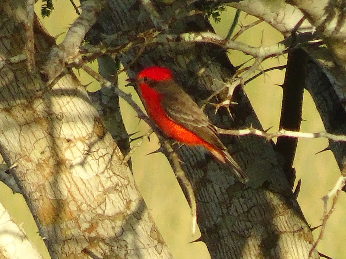 Vermilion Flycatcher - ML600912081