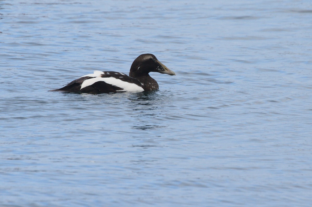 Common Eider - ML600912091