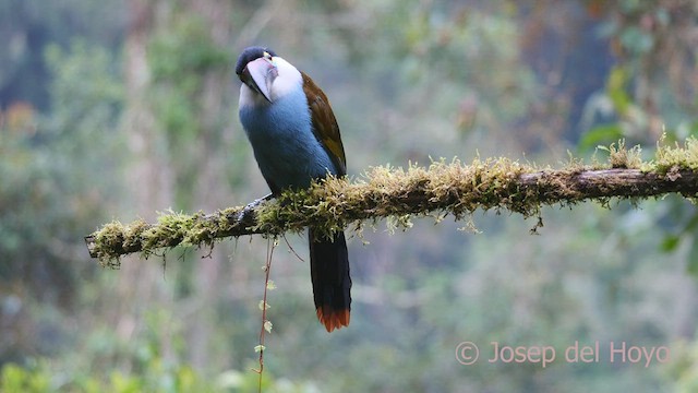 Black-billed Mountain-Toucan - ML600912161