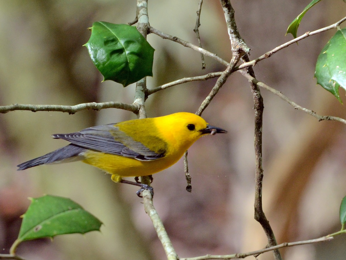 Prothonotary Warbler - ML600912691