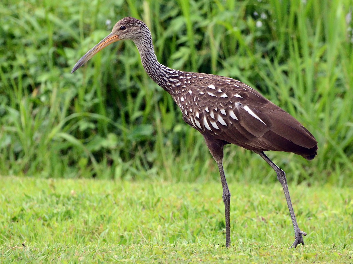Limpkin - ML600913051