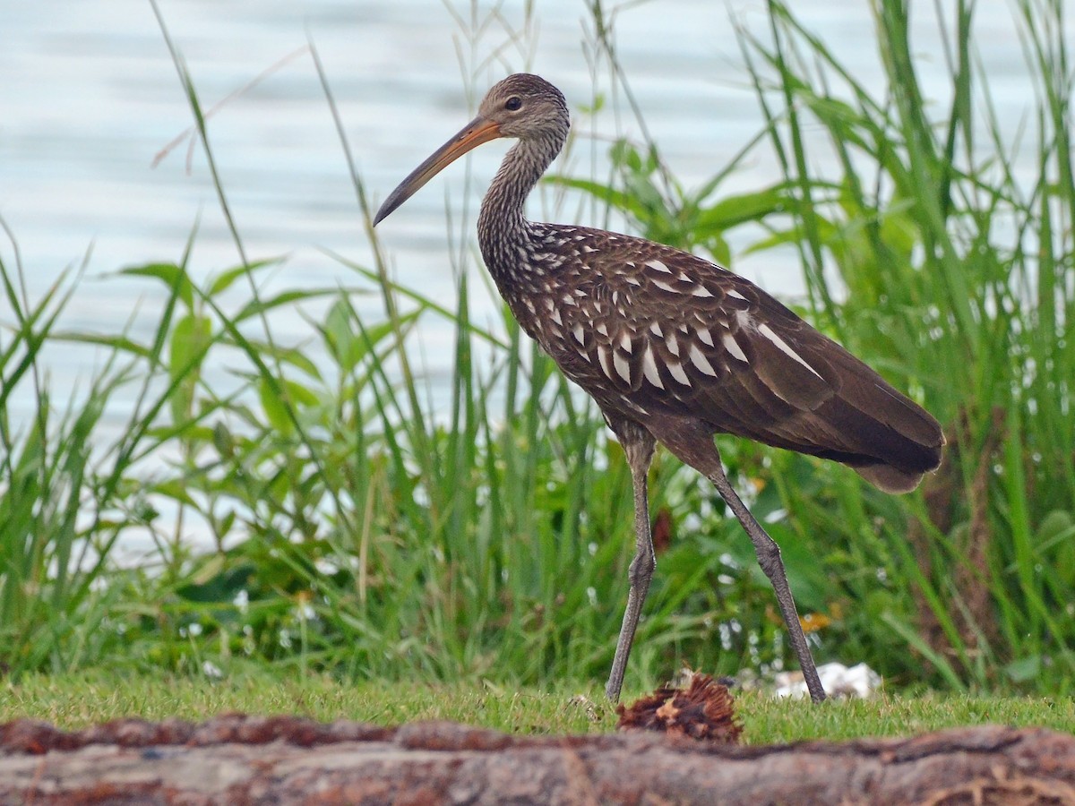 Limpkin - ML600913061