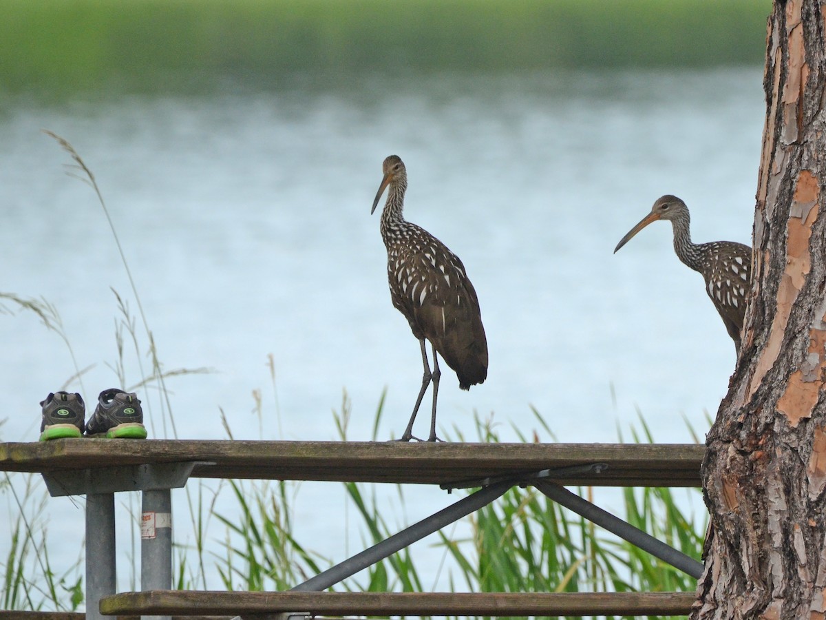 Limpkin - ML600913071