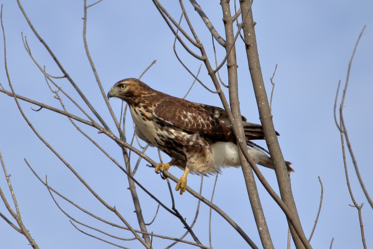 Red-tailed Hawk - ML600913101