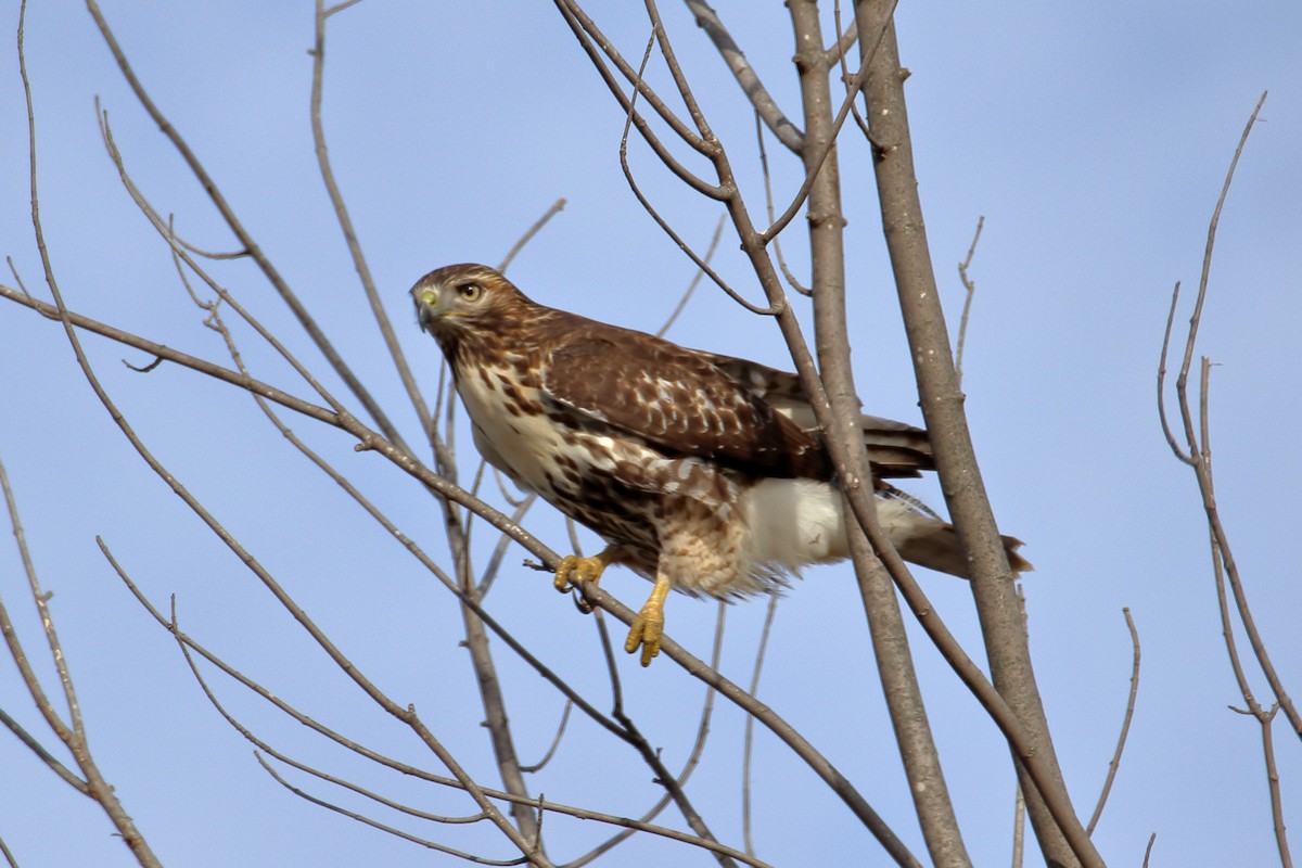 Red-tailed Hawk - ML600913161