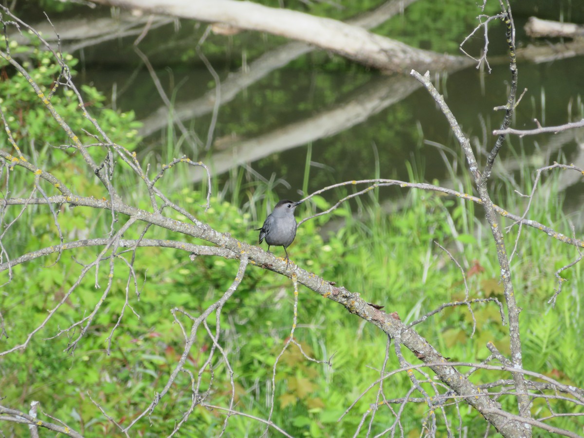 Gray Catbird - ML60091351