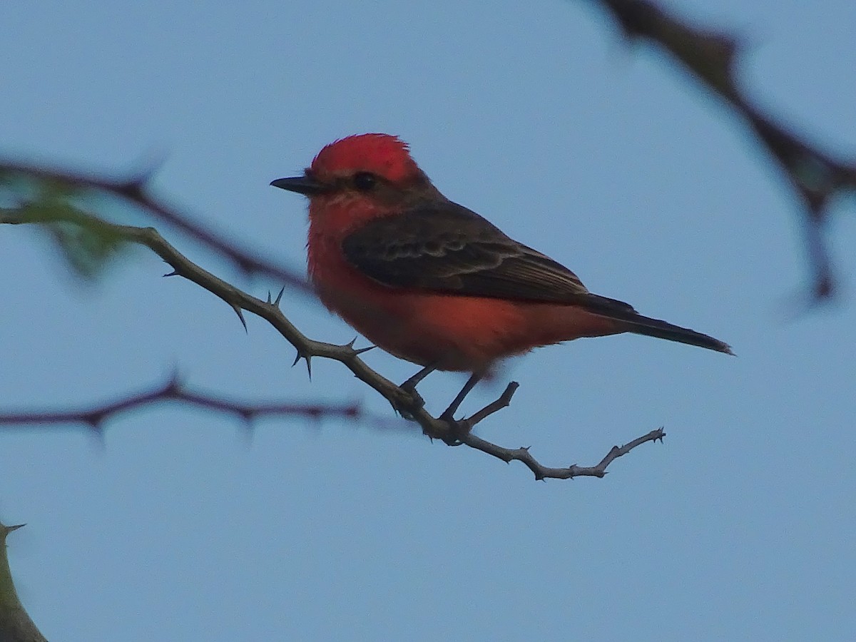 Vermilion Flycatcher - ML600913591