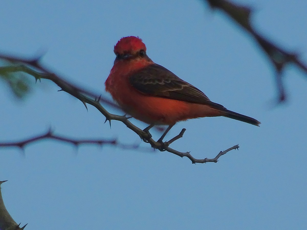 Vermilion Flycatcher - ML600913601