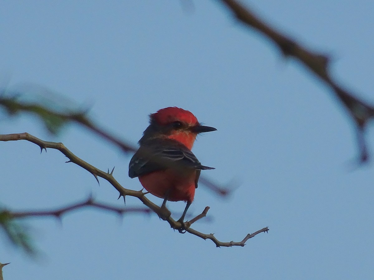 Vermilion Flycatcher - ML600913611