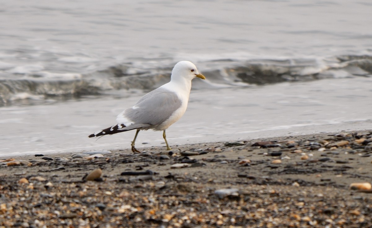 Short-billed Gull - Greg Baker