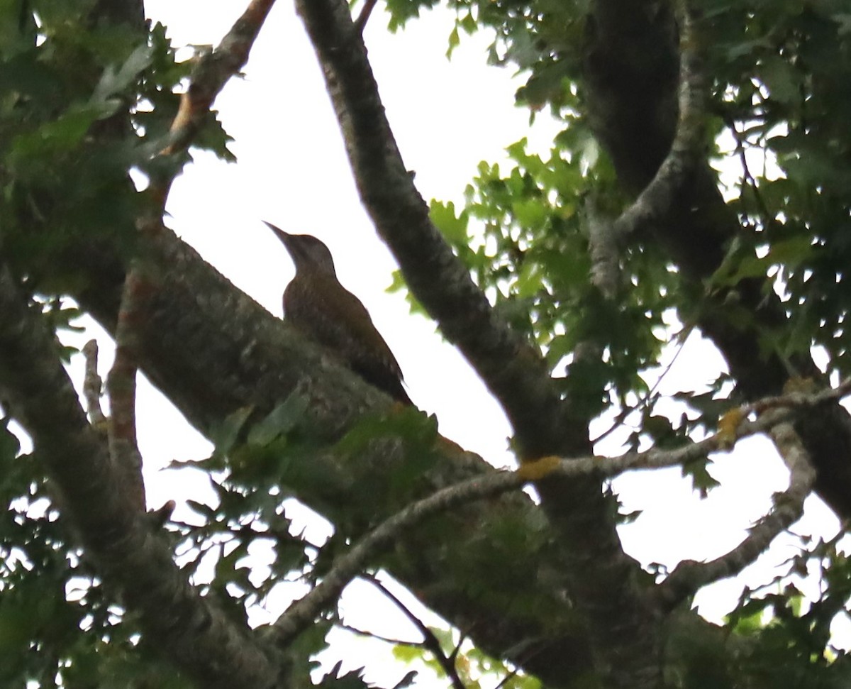 Eurasian Green Woodpecker - ML600914031