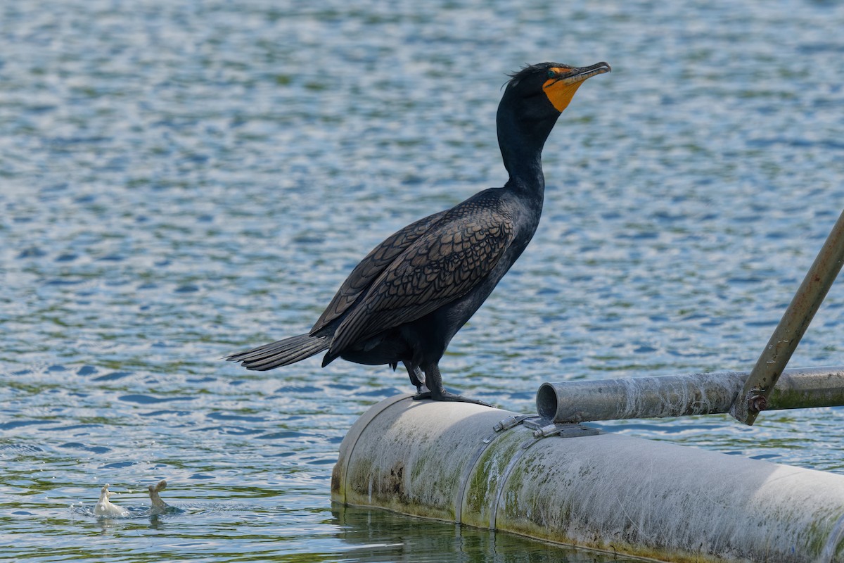 Double-crested Cormorant - ML600914371