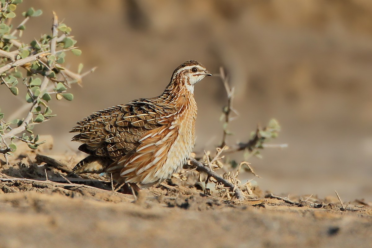 Common Quail - ML600914751