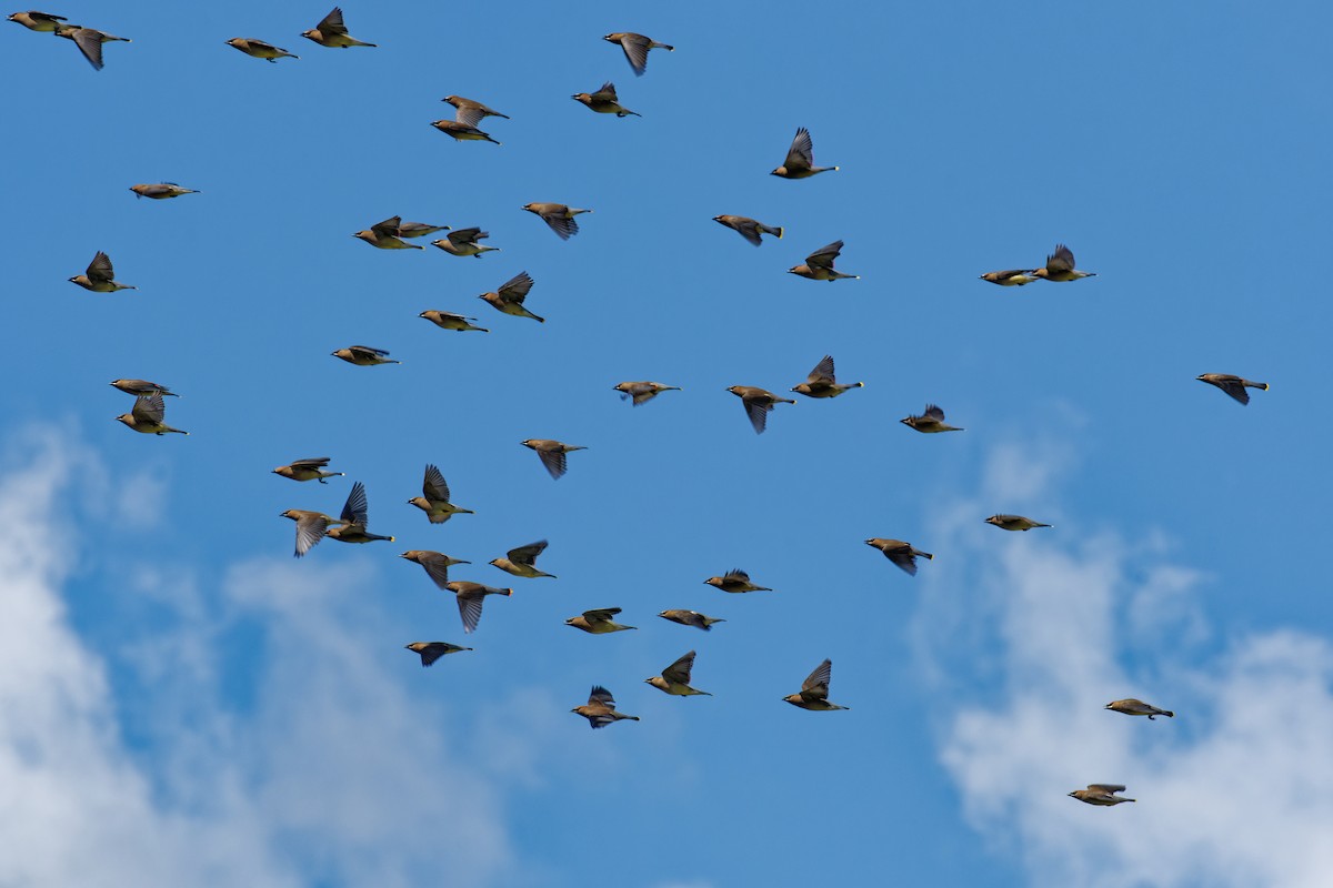 Cedar Waxwing - ML600915071
