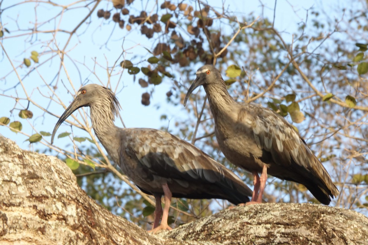 Plumbeous Ibis - ML600915981