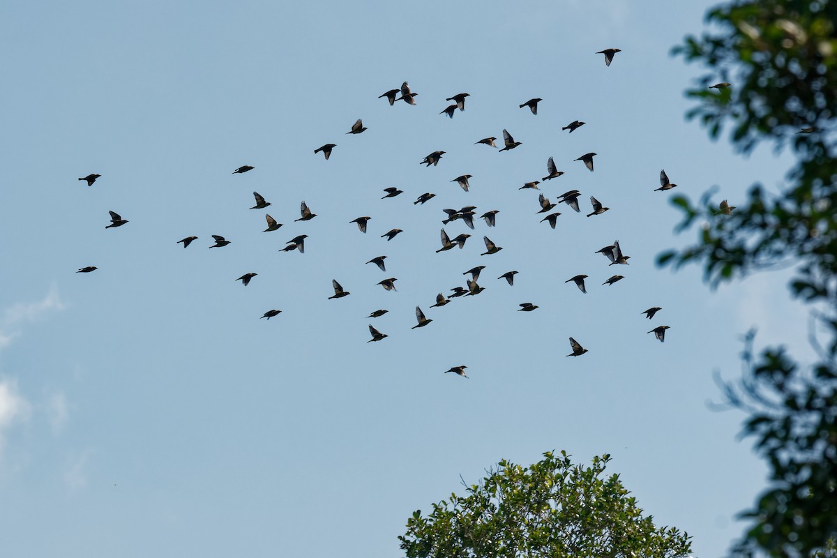 Cedar Waxwing - ML600915991