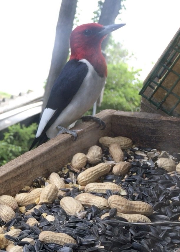 Red-headed Woodpecker - ML600916061