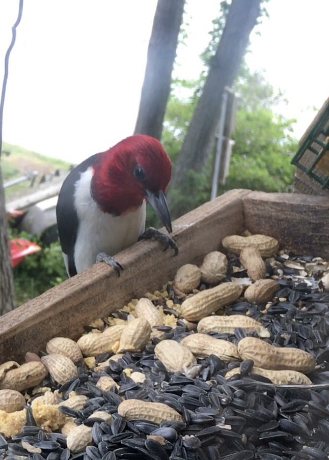 Red-headed Woodpecker - Deborah Gryka