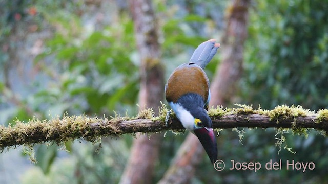 Black-billed Mountain-Toucan - ML600916111