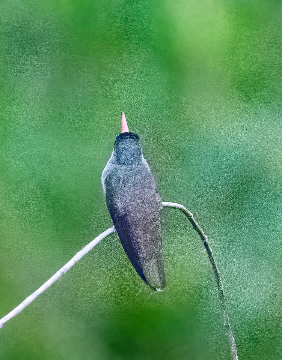 Violet-crowned Hummingbird - ML600916791