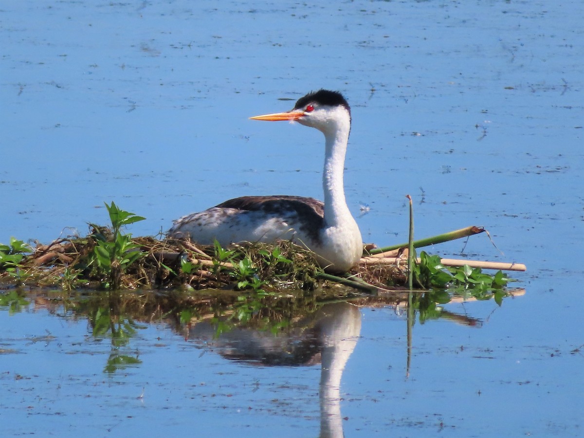 Clark's Grebe - Shane Patterson