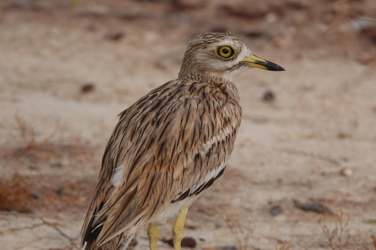 Eurasian Thick-knee - ML600917011