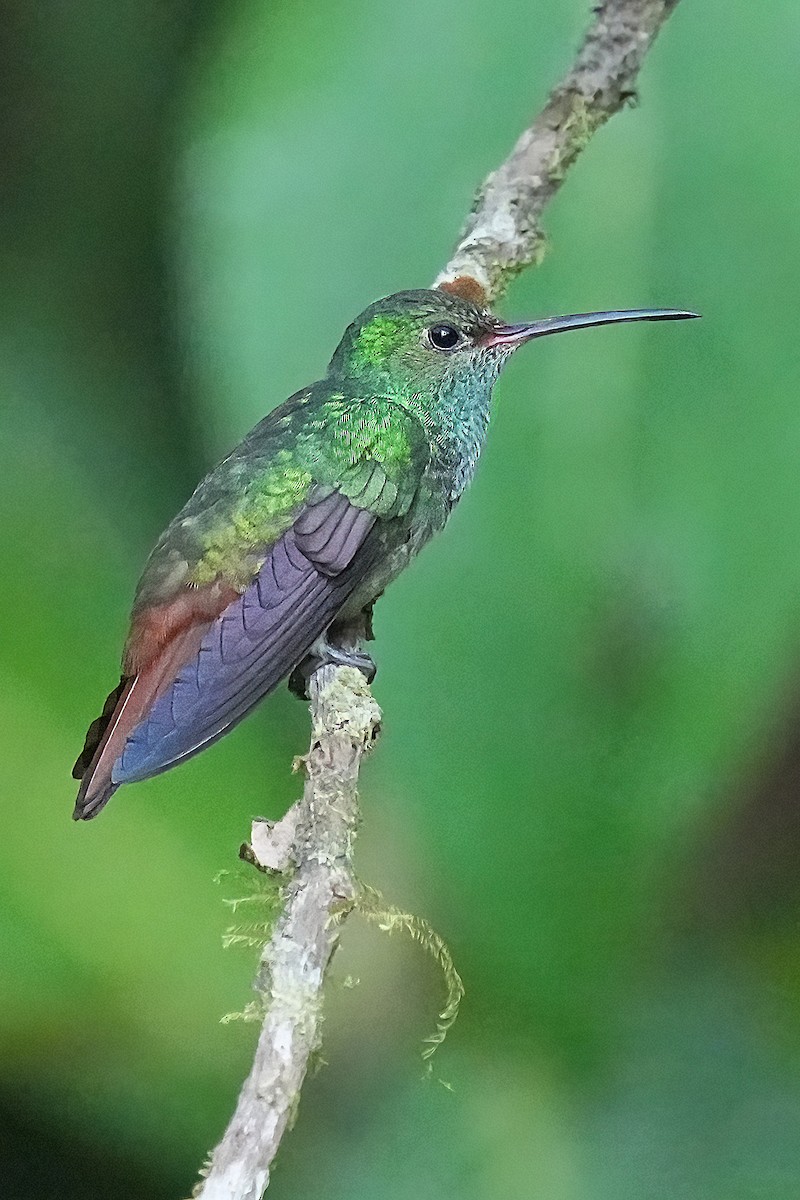 Rufous-tailed Hummingbird - ML600917301