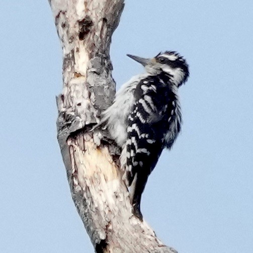 Hairy Woodpecker - ML600917701