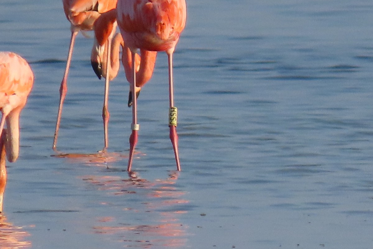 Flamant des Caraïbes - ML600917991